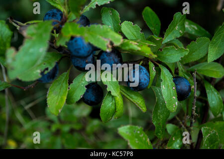 Ein Sammeln von Reifen tief blau und lila Schlehe wächst auf einem blackthorn Bush in ländlichen Suffolk, da die Jahreszeit ändert sich von Ende Sommer bis Herbst Stockfoto