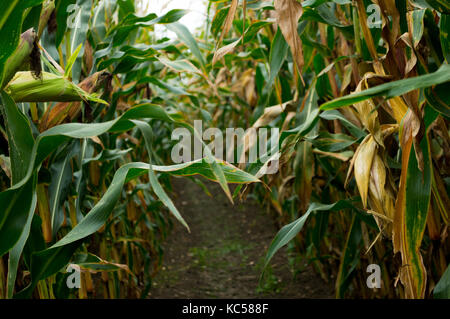 Öffentlichen Fußweg durch einen hohen Mais Mais Feld zur Ernte bereit mit Mais Der cob bereit, natürliche Landschaft mit Schmutz weg auf dem Feld zu essen Stockfoto