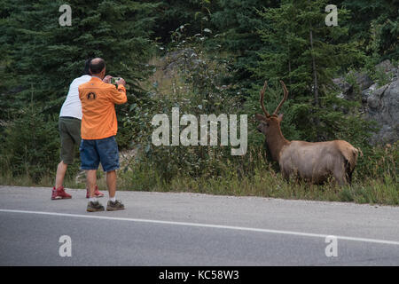 Jasper, Kanada - 01 September, 2017: Touristen, die in einer gefährlichen Situation, die Bilder so nah an die Tiere Stockfoto