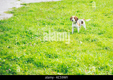 Beagle Hund spielen outsside im grünen Gras Stockfoto