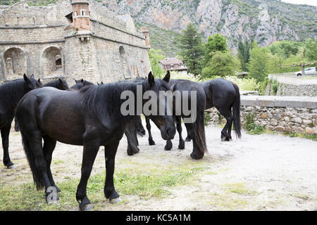 Mérens Pferde gehen durch Villefranche-de-Conflent, auf ihrem Weg zu den Sommerweiden Stockfoto