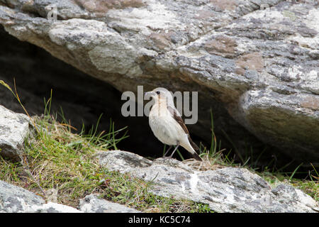 Weibliche Steinschmätzer (Oenanthe oenanthe) auf Felsen, Cornwall, UK Feder Stockfoto