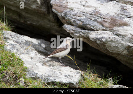 Weibliche Steinschmätzer (Oenanthe oenanthe) auf Felsen, Cornwall, UK Feder Stockfoto