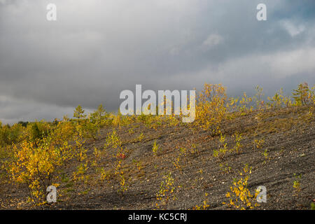 Junge Birken wachsen am Hang Stockfoto