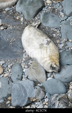 Pembrokeshire, Wales, UK. Ein graues SEAL Pup, ca. 2 Wochen alt, schläft am Ufer, von Pembrokeshire Coastal Path an Pwllcrochan Strand gesehen Stockfoto