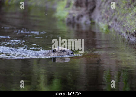 Eurasischen Biber, Castor fiber, Schwimmen Stockfoto