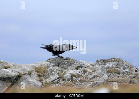 Kolkrabe, Corvus Corax, Aufruf Stockfoto