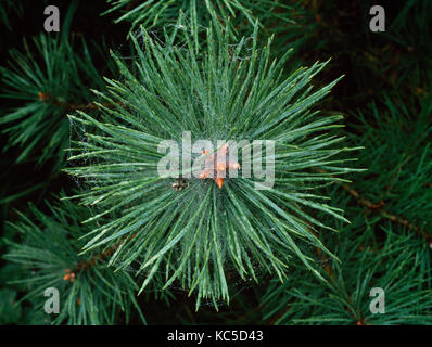Radiale Nadeln und Knospen an der Spitze eines jungen Scots pine Niederlassung; in cobwed und Tau. Stockfoto