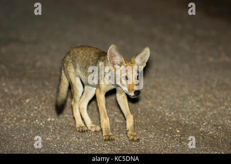 Coyote canis yogiebeer Oracle, Pinal County, Kansas, United States august 2017 unreifen Canidae Stockfoto