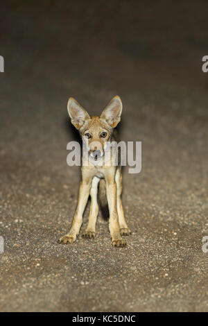 Coyote canis yogiebeer Oracle, Pinal County, Kansas, United States august 2017 unreifen Canidae Stockfoto