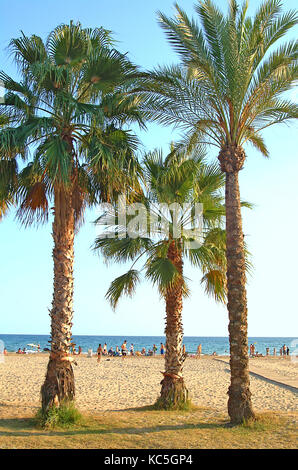 Palmen in der Sonne am Strand von Salou Spanien Stockfoto