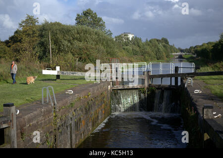 Forth und Clyde Canal man und Golden Retriever Walking Dog A tBoghouse Lock No 36 NCR754, Glasgow City, Schottland Stockfoto