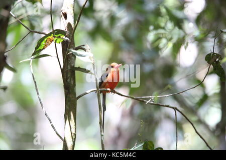 Brown-headed Paradise Kingfisher (tanysiptera Danae) in varirata National Park, Papua-Neuguinea Stockfoto