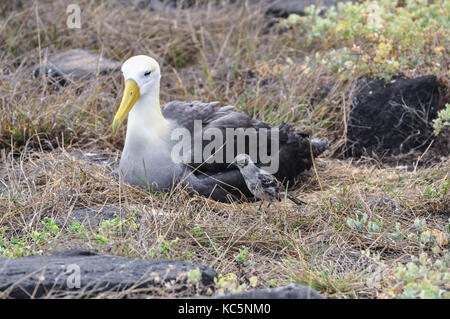 (Phoebastria irrorata winkte Albatross) und Galapagos Spottdrossel (mimus parvulus) auf der Insel Santiago, Galapagos, Ecuador Stockfoto