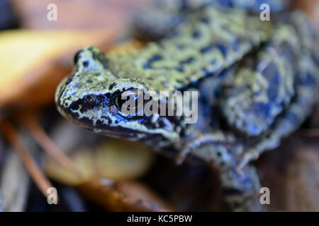 Nahaufnahme der Grasfrosch (Rana temporaria). Konzentrieren Sie sich auf den Kopf. Stockfoto