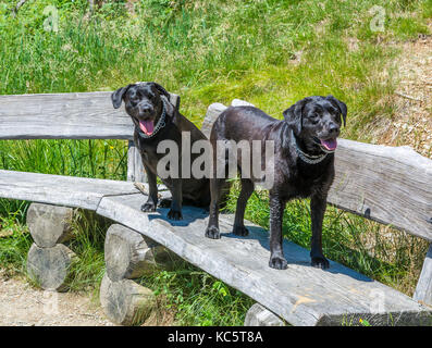 Labrador Retriever (Canis Lupus Familiaris). Paar schwarzer Labrador Retriever in den Bergen im Sommer. Stockfoto