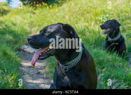 Labrador Retriever (Canis Lupus Familiaris). Paar schwarzer Labrador Retriever in den Bergen im Sommer. Stockfoto