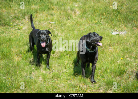 Labrador Retriever (Canis Lupus Familiaris). Paar schwarzer Labrador Retriever in den Bergen im Sommer. Stockfoto