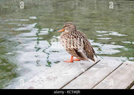 Weibliche Stockente sitzen auf einem hölzernen Pier an einem See. Stockfoto