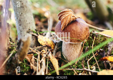 Boletus edulis essbare Pilze in den Wald Stockfoto