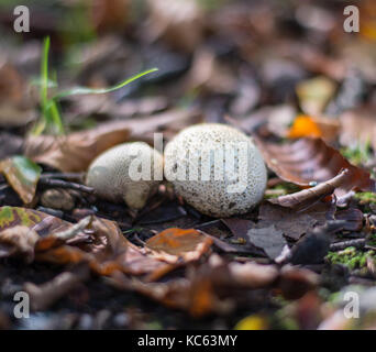Junge stumpf puffball Pilze in blattsänfte Stockfoto