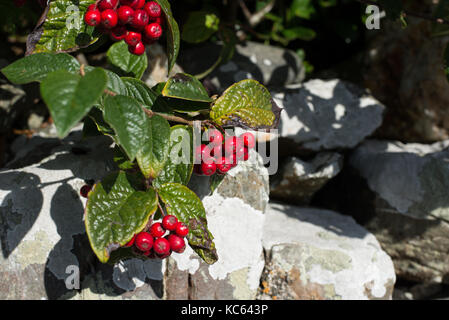 Cotoneaster Cornubia mit roten Beeren hängt über eine Mauer aus Stein Stockfoto