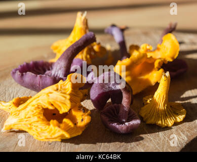 Pfifferlinge und Amethyst deceiver Pilze Stockfoto