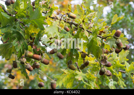 Eiche mit Eicheln im Herbst Stockfoto