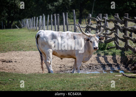 Starke ungarische grau Stier im Feld Stockfoto