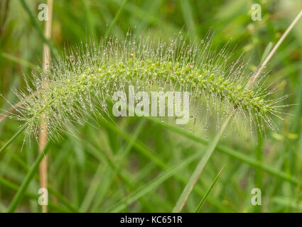 Grüne Foxtail grass Stammzellen schwere mit Samen und Feuchtigkeit Tröpfchen Stockfoto