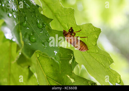 Washington DC, Rock Creek Park, Stadtpark, Blatt, Zikade, Exoskelett, Insekt, Schale, rf DC170525060RF Stockfoto