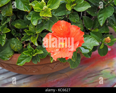 Rote und gelbe Blüte der chinesischen Hibiskus (Hibiscus rosa-sinensis), China Rose, Hawaiian Hibiscus oder Schuh - schwarze Pflanze in einem Topf in der Toskana, Italien wachsende Stockfoto