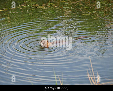Nutrias oder Nutria (Myocastor nutria) eine große invasive südamerikanisches Nagetier entkamen aus Pelztierfarmen in der Süßwasser-Feuchtgebiete in der Toskana, Italien Stockfoto