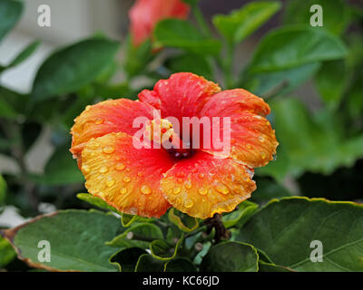 Rote und gelbe Blüte der chinesischen Hibiskus (Hibiscus rosa-sinensis), China Rose, Hawaiian Hibiscus oder Schuh - schwarze Pflanze in einem Topf in der Toskana, Italien wachsende Stockfoto