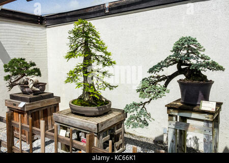 Washington DC, United States National Arboretum, botanischer Garten, Bonsai & Penjing Museum, Miniatur, Bäume, DC170525099 Stockfoto