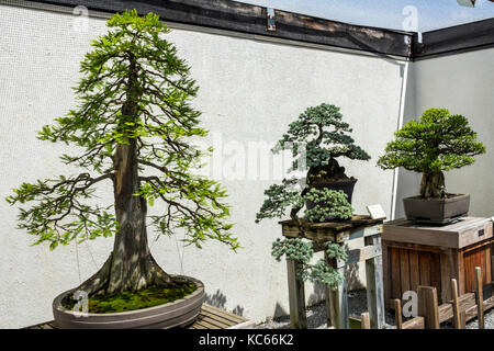 Washington DC, United States National Arboretum, botanischer Garten, Bonsai & Penjing Museum, Miniatur, Bäume, DC170525098 Stockfoto