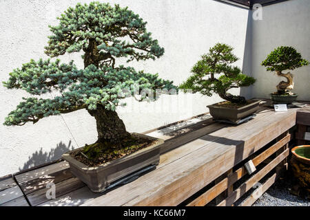 Washington DC, United States National Arboretum, botanischer Garten, Bonsai & Penjing Museum, Miniatur, Bäume, DC170525100 Stockfoto