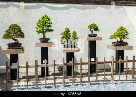 Washington DC, United States National Arboretum, botanischer Garten, Bonsai & Penjing Museum, Miniatur, Bäume, DC170525102 Stockfoto