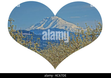 Herzform Ausschnitt des Mount Adams, Washington im Hintergrund und ein kirschgarten im Vordergrund. Stockfoto