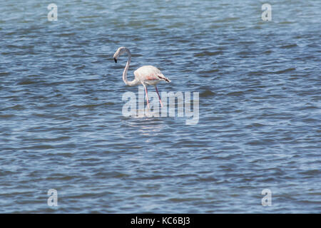 Flamingos am Meer Lagune von amvrakikos Stockfoto