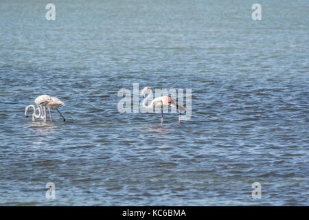 Flamingos am Meer Lagune von amvrakikos Stockfoto