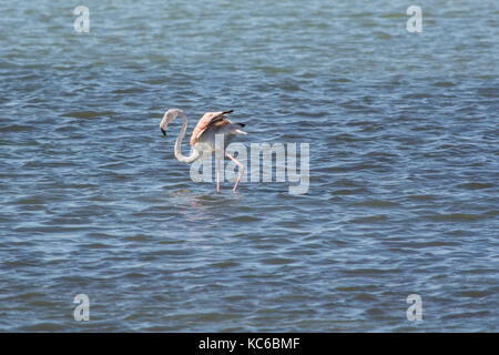 Flamingos am Meer Lagune von amvrakikos Stockfoto