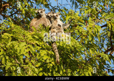 Afrika, madgascar, berenty finden, wilde Kattas (Lemur catta) gefährdet, sitzen im Baum. Stockfoto