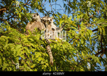 Afrika, madgascar, berenty finden, wilde Kattas (Lemur catta) gefährdet, sitzen im Baum. Stockfoto