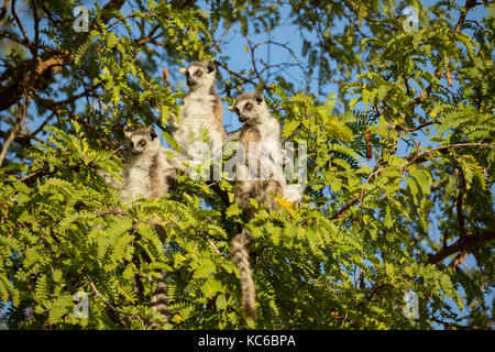 Afrika, madgascar, berenty finden, wilde Kattas (Lemur catta) gefährdet, sitzen im Baum. Stockfoto