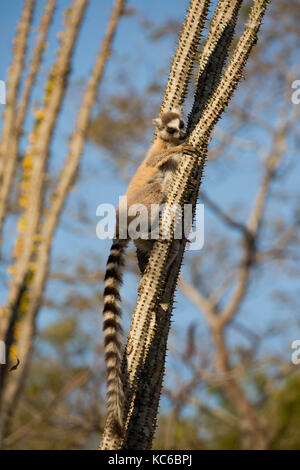 Afrika, madgascar, berenty finden, wilde Ring-tailed Lemur (Lemur catta) gefährdet, Fütterung auf Stockfoto