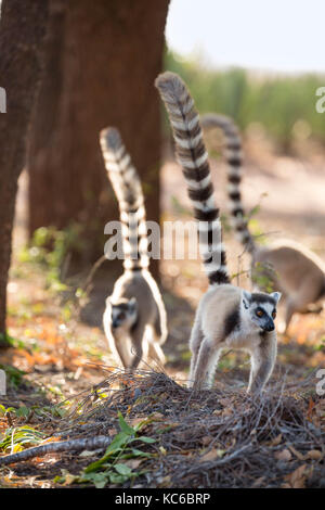 Afrika, madgascar, berenty finden, wilde Ring-tailed Lemur (Lemur catta) Gefährdete Stockfoto