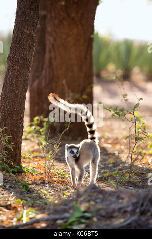 Afrika, madgascar, berenty finden, wilde Ring-tailed Lemur (Lemur catta) Gefährdete Stockfoto