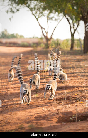 Afrika, madgascar, berenty finden, wilde Ring-tailed Lemur (Lemur catta) Gefährdete Stockfoto