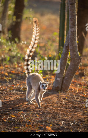 Afrika, Madgascar, Berenty finden, wilde Ring-tailed Lemur (Lemur catta) Gefährdete Stockfoto